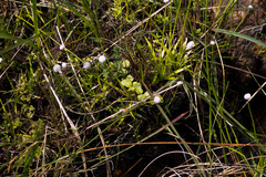 Eriocaulon dregei