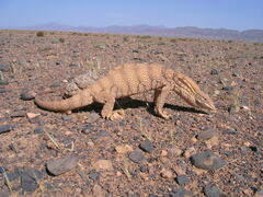 Varanus griseus griseus