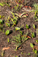 Eriospermum mackenii