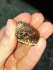 Phorcus turbinatus