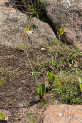 Eriospermum mackenii