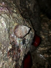 Phorcus turbinatus