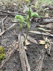 Pterostylis planulata
