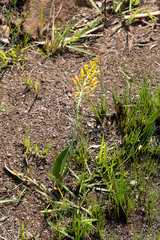 Eriospermum mackenii