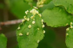 Eriophyes similis