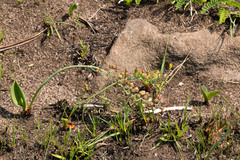 Eriospermum mackenii