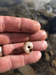 Oreohelix