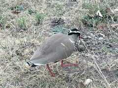Vanellus coronatus