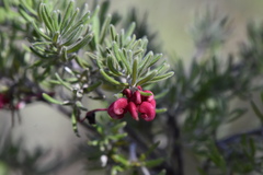 Grevillea lanigera