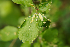 Eriophyes similis