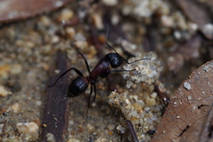 Camponotus obscuripes