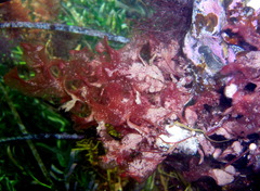 Thuretia quercifolia