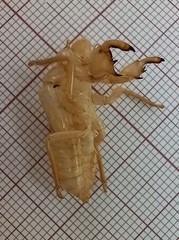 Cicada orni