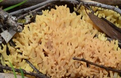Ramaria watlingii