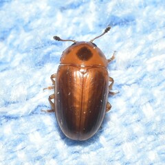 Amblyopus cinctipennis