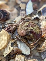 Haliotis coccoradiata