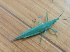 Atractomorpha lata
