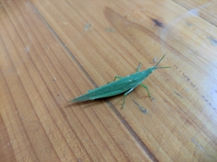 Atractomorpha lata
