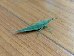 Atractomorpha lata