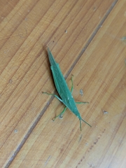 Atractomorpha lata