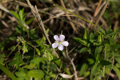 Geranium flanaganii
