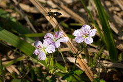 Geranium flanaganii