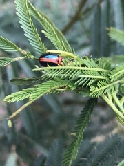 Calomela curtisi