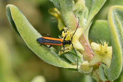 Stenoderus suturalis