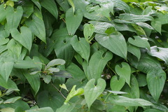 Dioscorea japonica