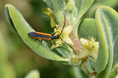 Stenoderus suturalis