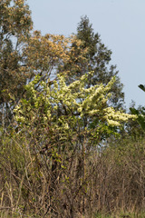 Gymnosporia buxifolia