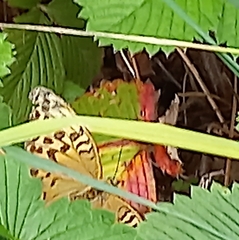 Argynnis paphia