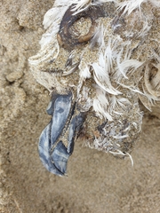 Pterodroma lessonii