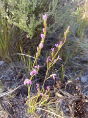 Erica palliiflora