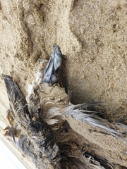 Pterodroma lessonii