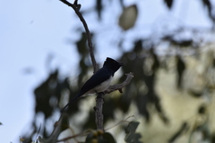 Myiagra rubecula