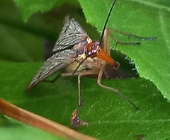Panorpa germanica