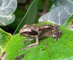 Rana dalmatina