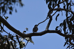 Pachycephala rufiventris