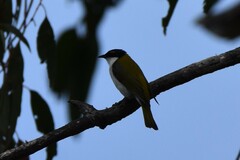 Melithreptus lunatus