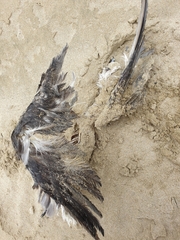 Pterodroma lessonii