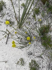 Glischrocaryon behrii