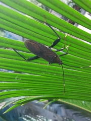 Notobitus