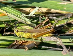 Mecostethus parapleurus