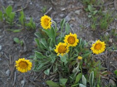 Erigeron aureus
