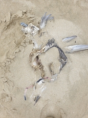 Pterodroma lessonii
