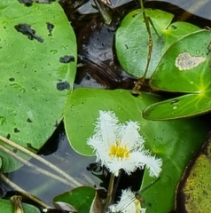 Nymphoides indica
