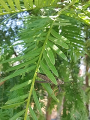 Notobitus