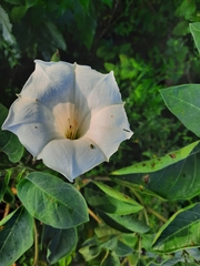 Datura innoxia