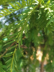 Notobitus